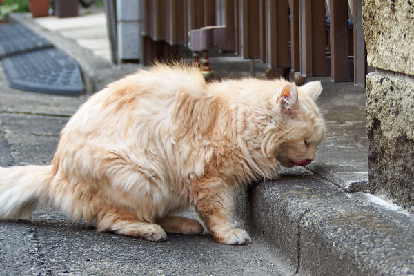 救出に　ナリコ