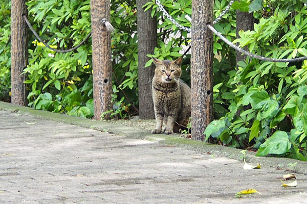 アビ　登場