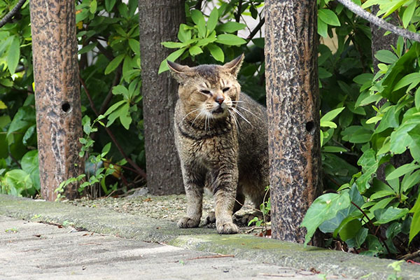 ひゃいん　アビ