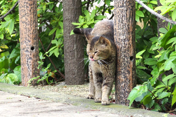 棒にすりすり　アビ