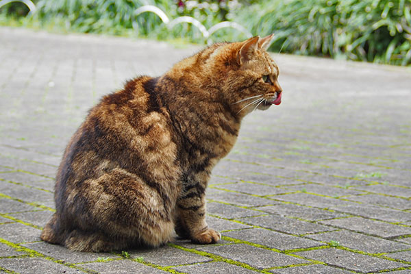 食後のクラタン