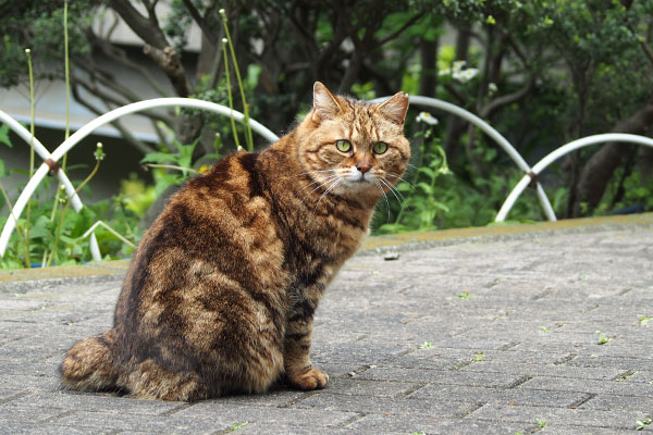 クラタン　変にゃよね