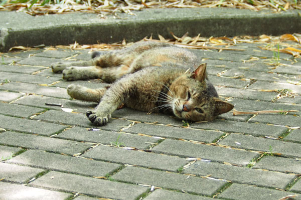 すぐ転がる　アビ