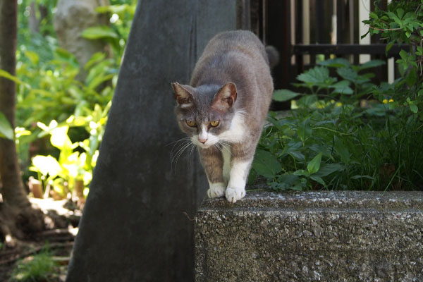 来るようです　レックス