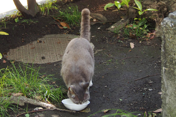 食べる　レックス