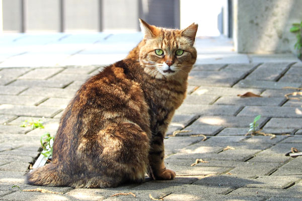 小さく鳴いた　クラタン