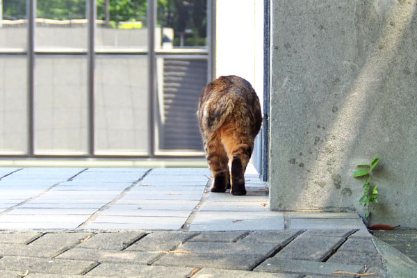 寂しそうに去って行く　クラタン