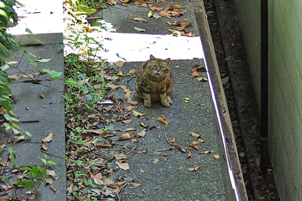 見つめるクラタン