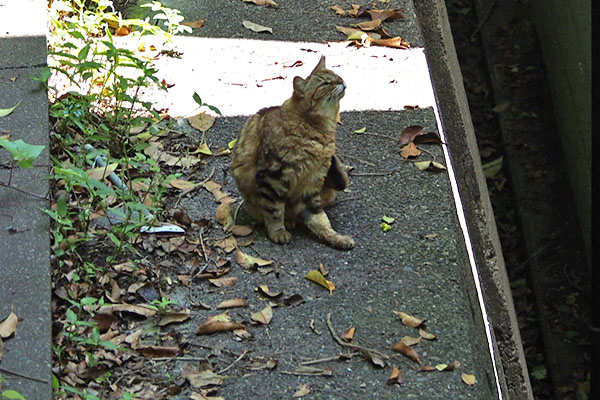 カキカキ　クラタン