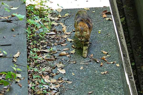 少し鳴く　クラタン