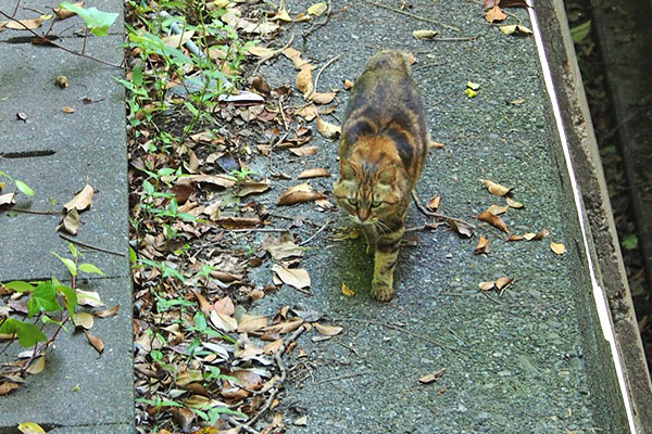 ゆっくり来る　クラタン