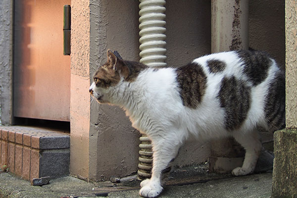 遠く見て鳴く　しぐれ