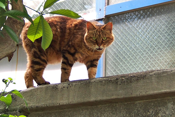 あにゃ　クラタン