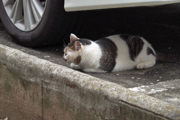 セイ　横になる