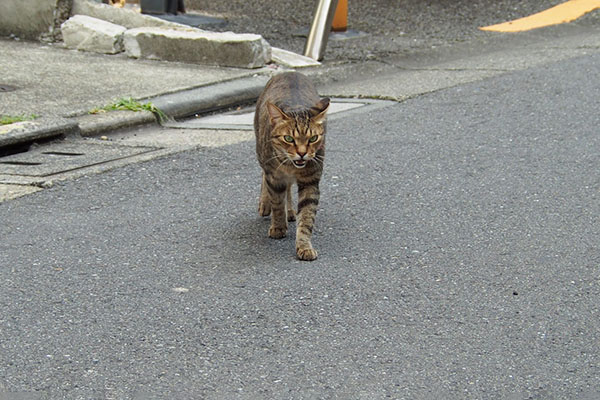 らい太　ついて来る