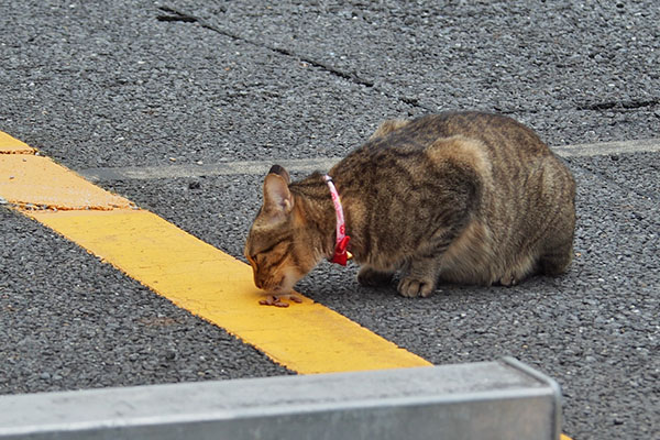 らい太　食す