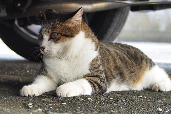 コルビ　誰か居るはず