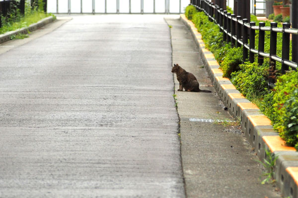 端っこに猫さん