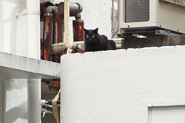 見ている　黒猫さん