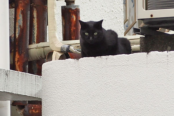 気付いたか　黒猫さん