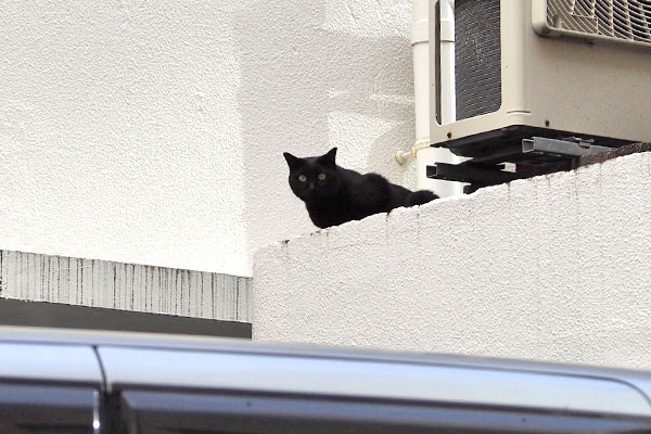 ずっと見ている　黒猫さん