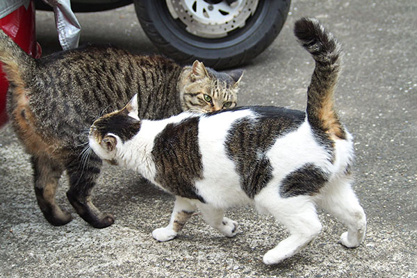 匂い嗅ぎまくりのセイとシマヲ