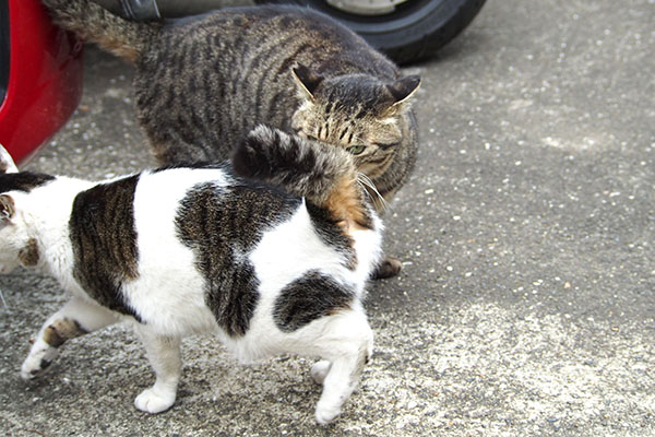 シマヲが若干しつこい