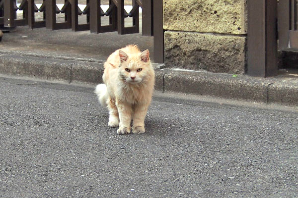 出て来た　ナリコ