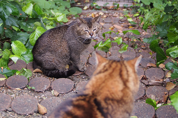 アビとクラタン　やっぱ見る