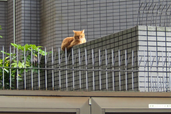 ギザ　塀の上