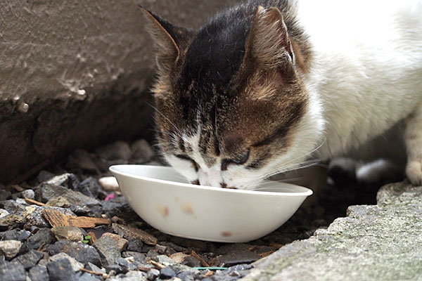 しぐれ　食べる