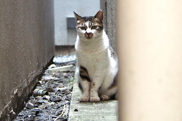 しぐれ　すんとする