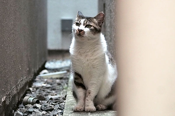 しぐれ　見上げる