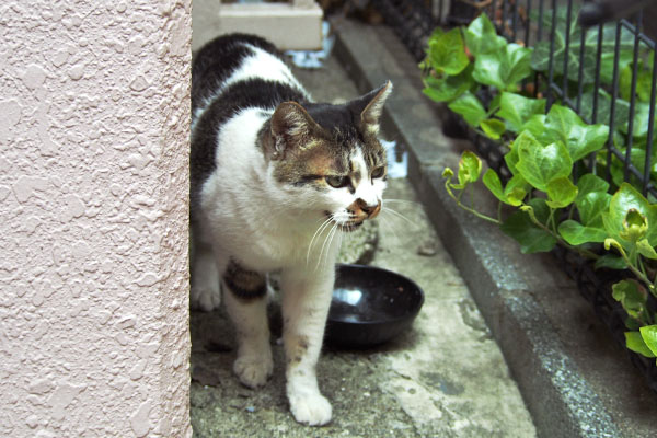 しぐれ　いつもの場所を見る