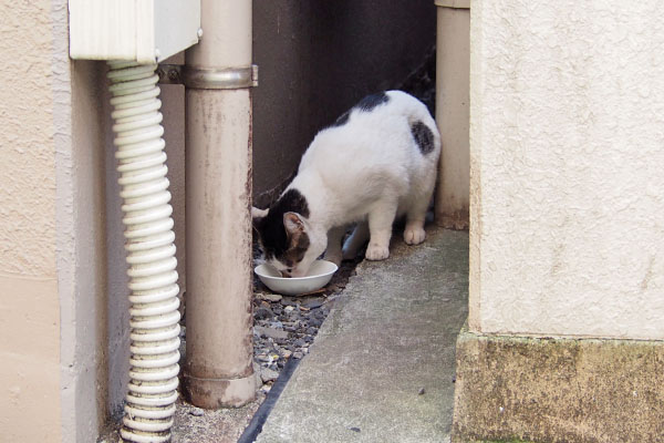 しろまるに食べられる