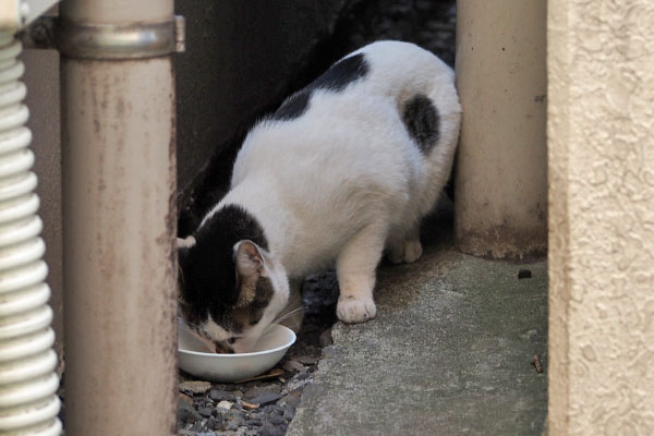 しろまる　完食に向け