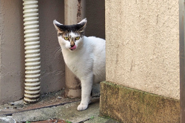 しろまる　あいちゅどこ