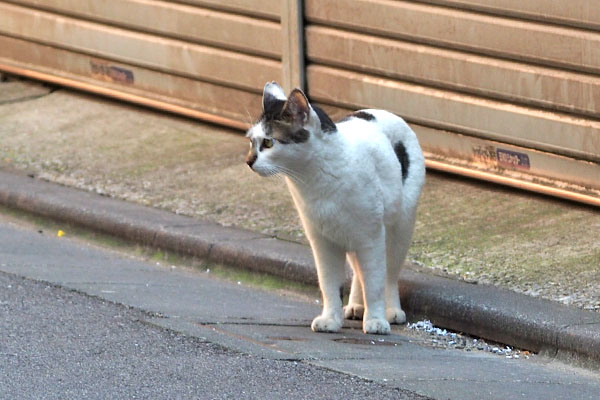 しろまる　見てた