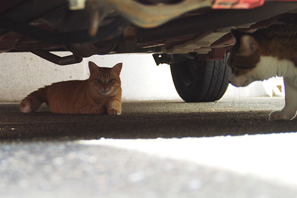 そらちゃん　車の下