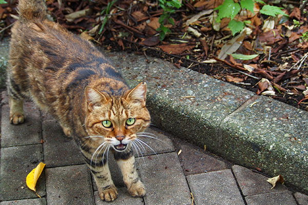 クラタン　見つめて