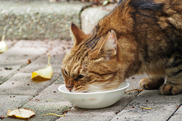 クラタン　食べる