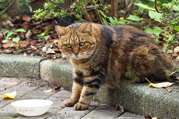 クラタン　お代わり