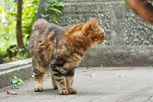 クラタン　探す