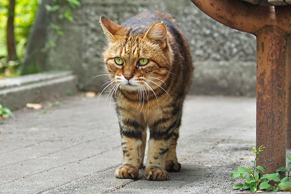 クラタン　顔が怖い