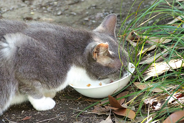 レックス　食べる