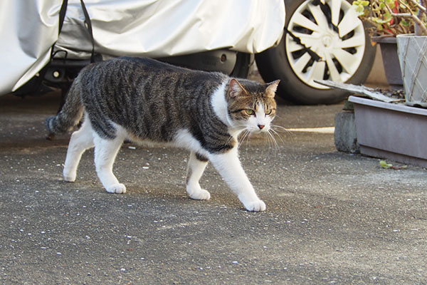 コルビ　警戒しながら