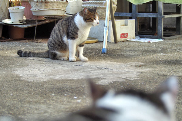 手前セイ　見ないコルビ