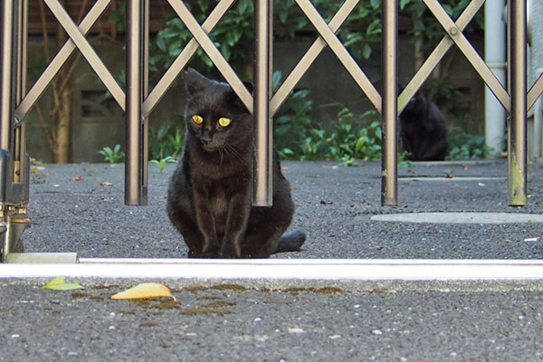 背後にモフネ　キト全面に