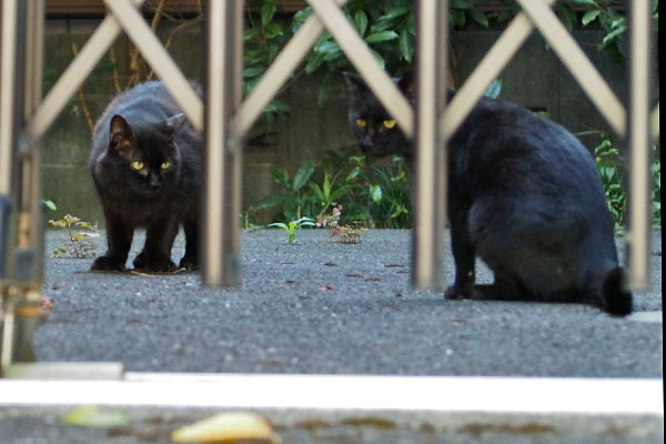 少し接近するモフネ