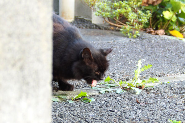 グリが食べてたところにモフネ